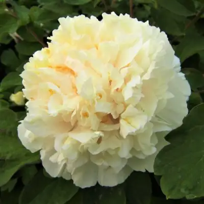 Пион НЕЖНЫЙ ГОЛОС древовидный в Рогачеве