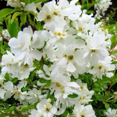 Экзохорда ЗЕ БРАЙД в Рогачеве