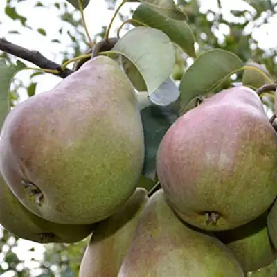 Груша БРЯНСКАЯ КРАСАВИЦА в Рогачеве