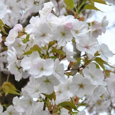 Сакура САНСЕТ БУЛЕВАРД в Рогачеве