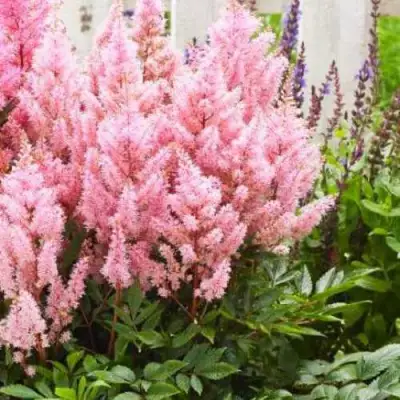 Астильба ЛУК ЭТ МИ японская в Рогачеве