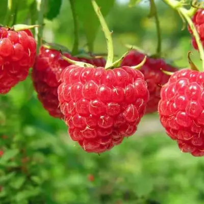 Малина ПРОСТО ПРЕЛЕСТЬ (СТОЛЕШНИК) в Рогачеве