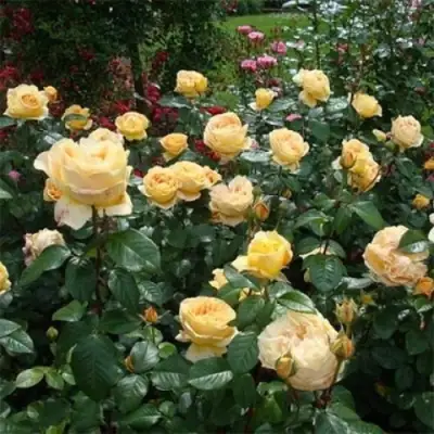 Роза КЕНДЛАЙТ чайно-гибридная в Рогачеве