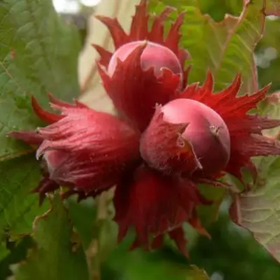 Фундук МОСКОВСКИЙ РУБИН в Рогачеве