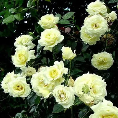 Роза ЭЛЬФ плетистая в Рогачеве