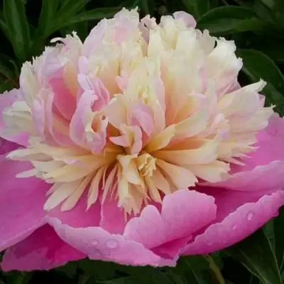 Пион ВЕСЕННЯЯ ПАЛИТРА травянистый в Рогачеве