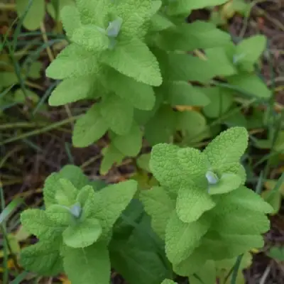 Мята АПФЕЛМИНЦЕ в Рогачеве