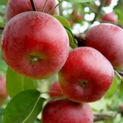 Яблоня АНТЕЙ в Рогачеве