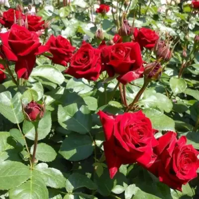 Роза ЭКСПЛОРЕР чайно-гибридная в Рогачеве