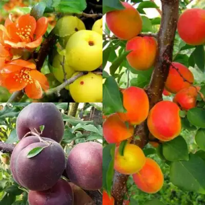 Комплект САД ДЛЯ ГУРМАНА в Рогачеве