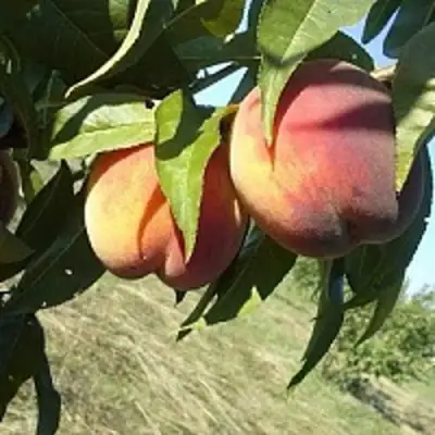 Персик СОФГАФЕН в Рогачеве