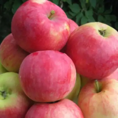 Яблоня НОРИС в Рогачеве