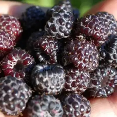 Малина БРИСТОЛЬ в Рогачеве