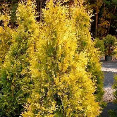 Туя ЕВРОПА ГОЛД западная в Рогачеве