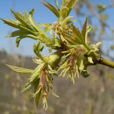 Клен ясенелистный в Рогачеве