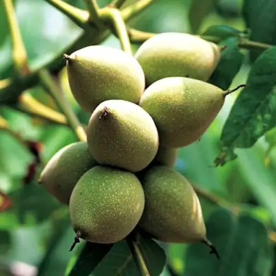 Орех МАНЬЧЖУРСКИЙ в Рогачеве