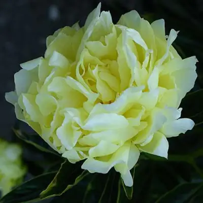 Пион ЗОЛОТАЯ КОЛЕСНИЦА травянистый в Рогачеве