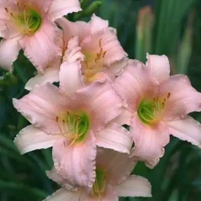 Лилейник ЛАКШЕРИ ЛЕЙС гибридный в Рогачеве