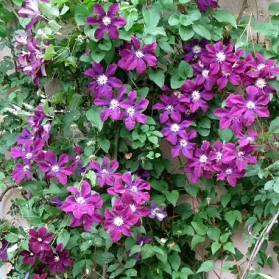 Клематис ГЕРОИ ВАРШАВЫ в Рогачеве