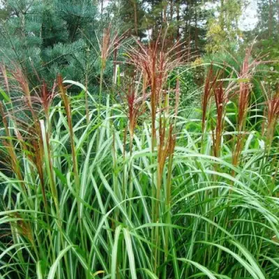 Мискантус МАЛЕПАРТУС китайский  в Рогачеве