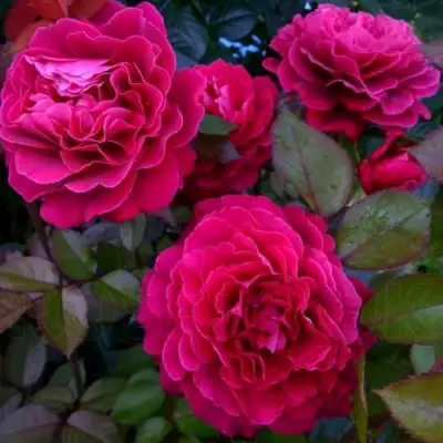 Роза БЕЛЬВЬЮ чайно-гибридная в Рогачеве