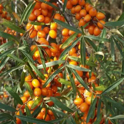 Облепиха РОСИНКА в Рогачеве