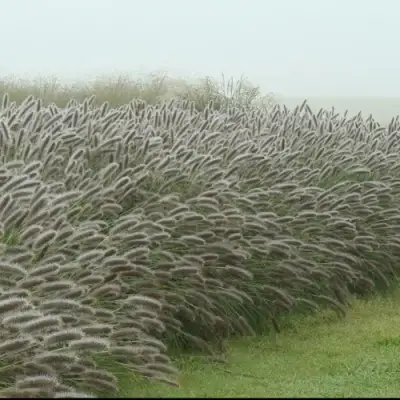 Пеннисетум ЛЕДИ Ю в Рогачеве