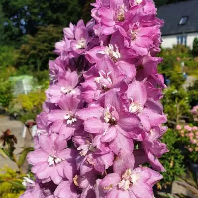 Дельфиниум АСТОЛАТ тихоокеанский в Рогачеве