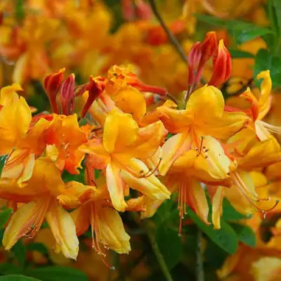 Азалия ОРАНЖ ХИТ листопадная в Рогачеве