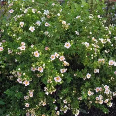 Лапчатка ПИНК КВИН кустарниковая в Рогачеве