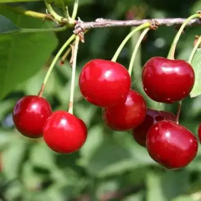 Вишня РИВАЛ в Рогачеве