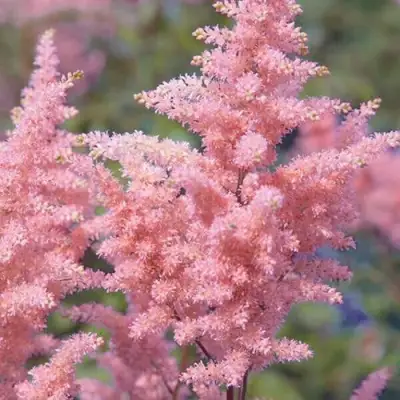 Астильба ГЛИТТЕР ЭНД ГЛАМУР китайская в Рогачеве