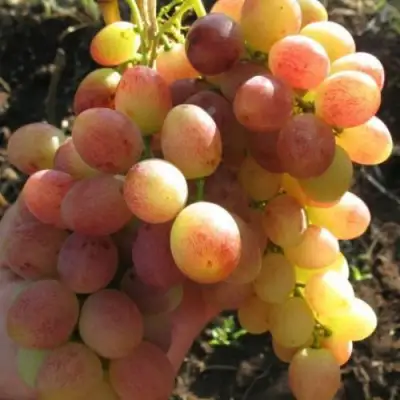 виноград Тасон