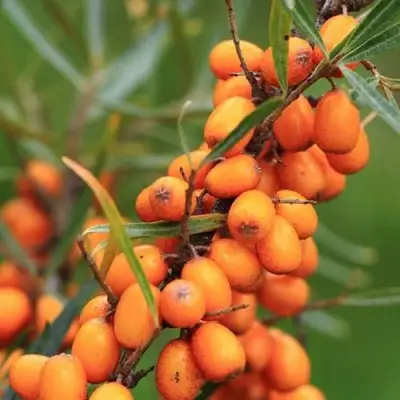 Облепиха АЛТАЙСКАЯ в Рогачеве