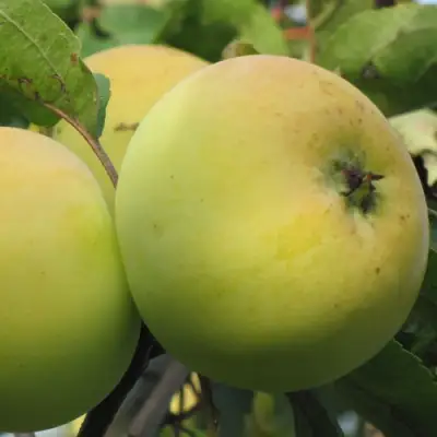 Яблоня РОССИЯНКА в Рогачеве