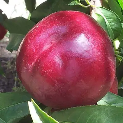 Нектарин ЭКСТРИМ БЬЮТИ в Рогачеве