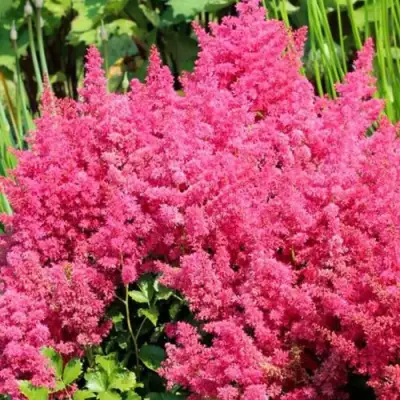 Астильба САННИ ДЕЙ гибридная в Рогачеве