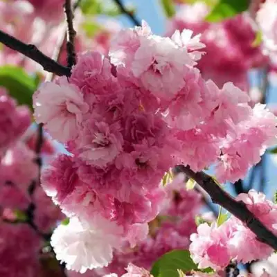 Сакура ПИНК ПЕРФЕКШН в Рогачеве