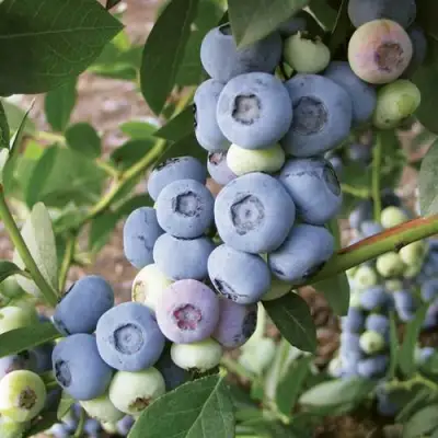 Голубика ЛИБЕРТИ в Рогачеве