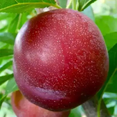 Слива БЕРБАНК ГИГАНТ в Рогачеве