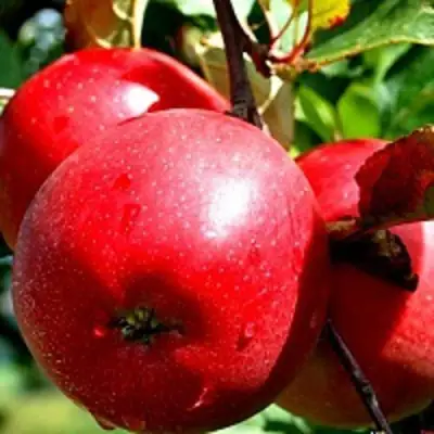 Яблоня РЕДФРИ в Рогачеве