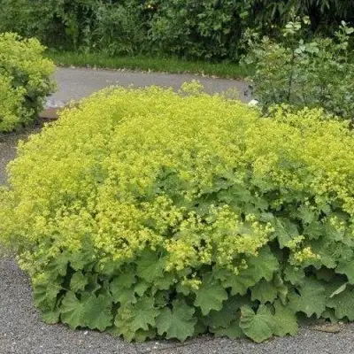 Манжетка ТРИЛЛЕР мягкая в Рогачеве