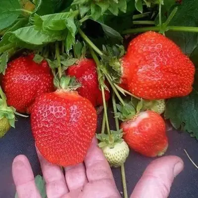 Клубника АЗИЯ в Рогачеве