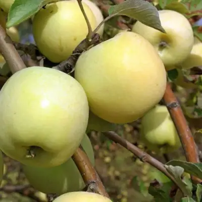 Яблоня АНТОНОВКА ОБЫКНОВЕННАЯ в Рогачеве