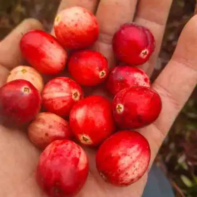 Клюква СТАНКОВИЧ в Рогачеве