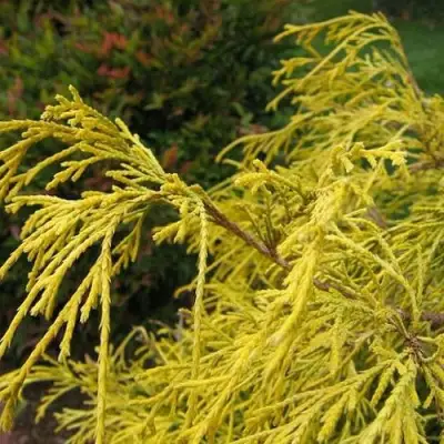 Кипарисовик ВАВЕЛ горохоплодный в Рогачеве