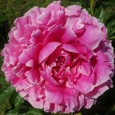 Пион ЗЕ ФОН травянистый в Рогачеве