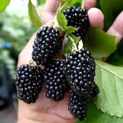 Ежевика ПРАЙМ АРК 45 ремонтантная   в Рогачеве