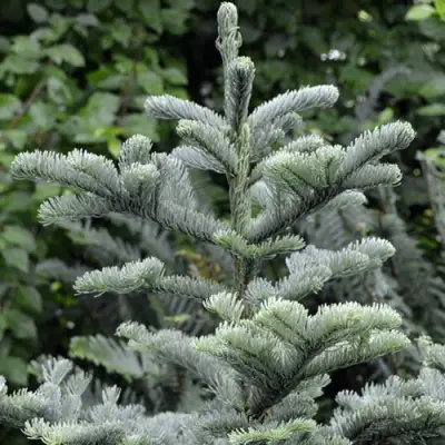 Пихта благородная в Рогачеве
