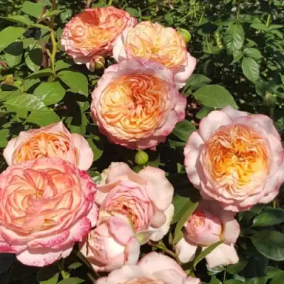 Роза СУРИР ДЕ ХАВР чайно-гибридная в Рогачеве